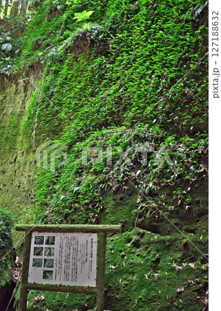 伊尾木洞のシダ群落  127188632