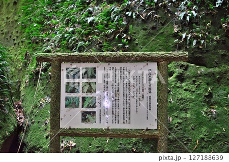 伊尾木洞のシダ群落の説明 伊尾木洞のシダ群落の説明 127188639
