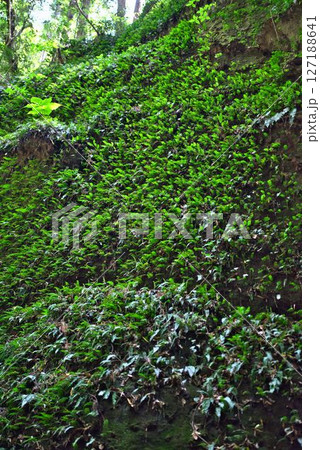 伊尾木洞のシダ群落 伊尾木洞のシダ群落 127188641
