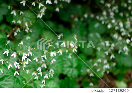 日本の薬草 ユキノシタ 127189269