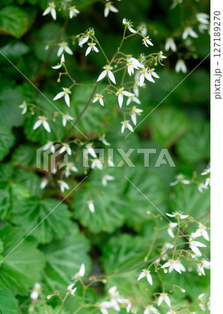 日本の薬草 ユキノシタ 127189270