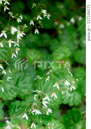 日本の薬草 ユキノシタ 日本の薬草 ユキノシタ 127189271
