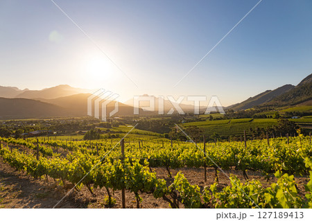 Wine farm. Vineyard landscape at sunset with mountains. Stellenbosch, South Africa. vine grapes rows Wine farm. Vineyard landscape at sunset with mountains. Stellenbosch, South Africa. vine grapes rows 127189413