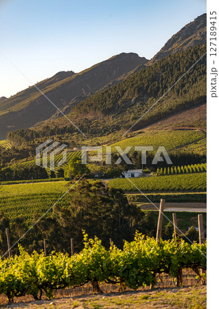 Wine farm. Vineyard landscape at sunset with mountains. Stellenbosch, South Africa. vine grapes rows 127189415