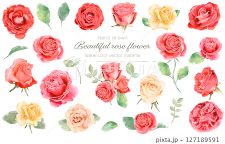 水彩で描いた美しい薔薇の花のイラストセット 水彩で描いた美しい薔薇の花のイラストセット 127189591