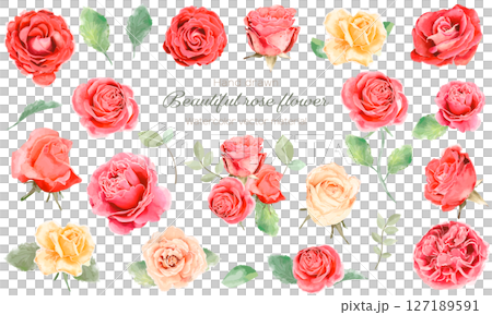 A set of beautiful watercolor rose flower illustrations 127189591