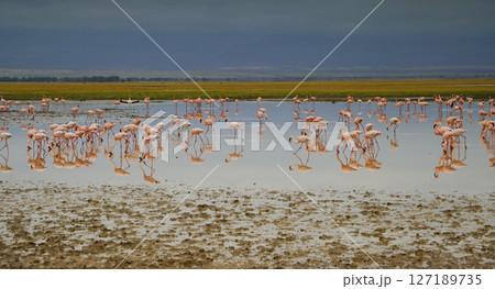 コフラミンゴの群れ コフラミンゴの群れ 127189735