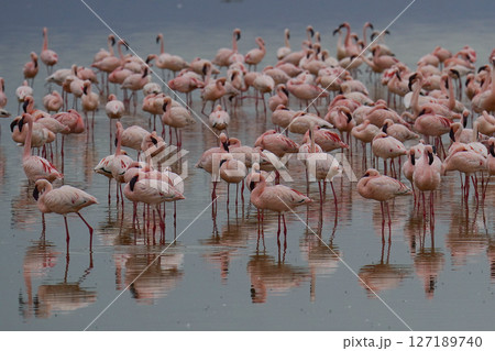 コフラミンゴの群れ 127189740