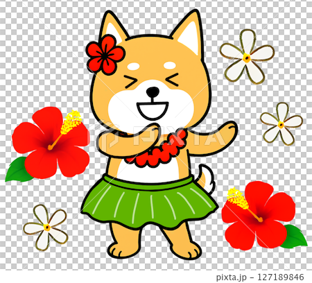 柴犬在木槿花的包圍下跳草裙舞 127189846
