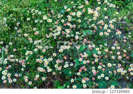棚田の花びら 127189960