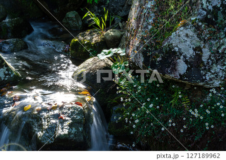 棚田の小川 127189962