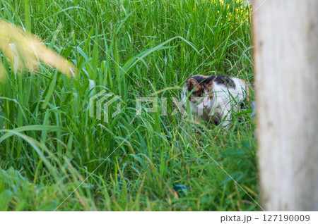 草むらの野良猫さん 127190009