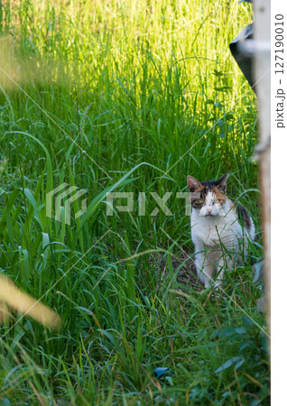 草むらの野良猫さん 127190010