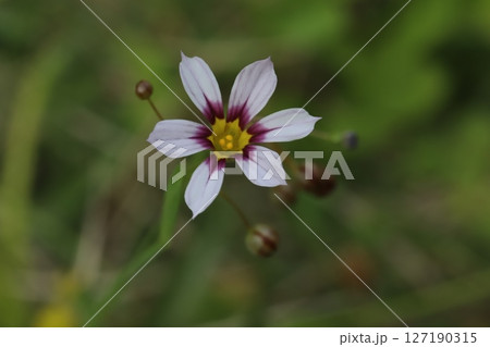 春の野原に咲く白い花びらの中心が赤く染まるニワゼキショウの花 127190315