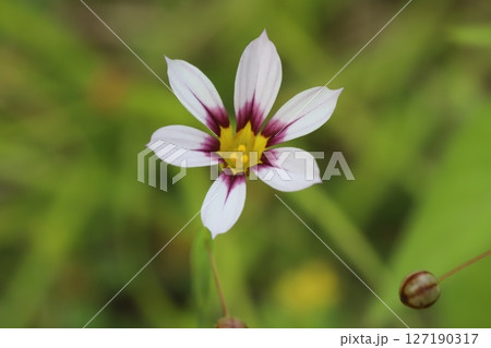 春の野原に咲く白い花びらの中心が赤く染まるニワゼキショウの花 127190317