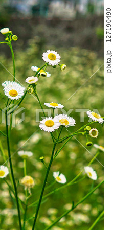 白く小さな花びらを咲かせる背高の草花が群生する季節 127190490