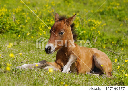 ミサキウマ ミサキウマ 127190577