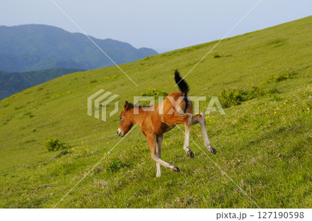 ミサキウマ ミサキウマ 127190598