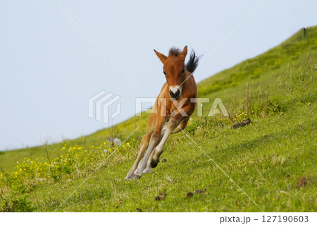 ミサキウマ 127190603