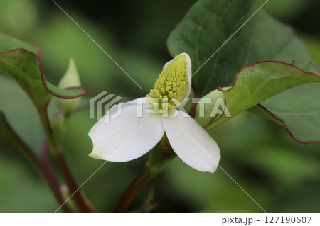 春の庭に咲くドクダミの白い萼に黄色い花穂の様子 春の庭に咲くドクダミの白い萼に黄色い花穂の様子 127190607
