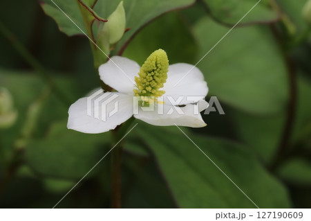 春の庭に咲くドクダミの白い萼に黄色い花穂の様子 春の庭に咲くドクダミの白い萼に黄色い花穂の様子 127190609