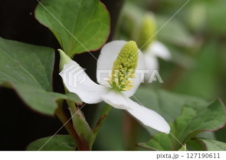 春の庭に咲くドクダミの白い萼に黄色い花穂の様子 春の庭に咲くドクダミの白い萼に黄色い花穂の様子 127190611