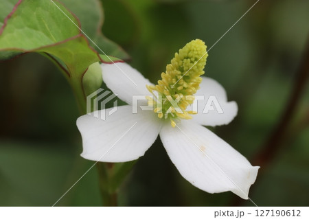 春の庭に咲くドクダミの白い萼に黄色い花穂の様子 春の庭に咲くドクダミの白い萼に黄色い花穂の様子 127190612