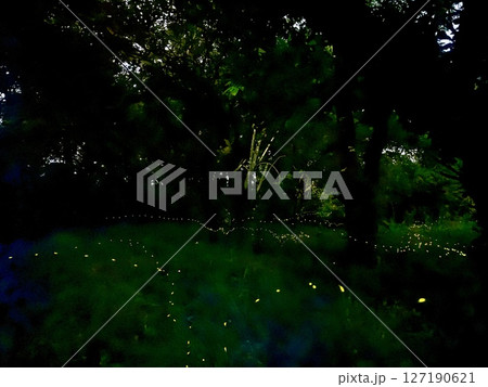 ヒメボタル ヒメボタル 127190621