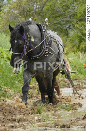 馬耕 馬耕 127190704