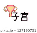 子宮 127190731