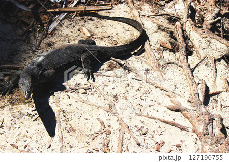 東南アジアで見つけたコモドドラゴンの写真 東南アジアで見つけたコモドドラゴンの写真 127190755