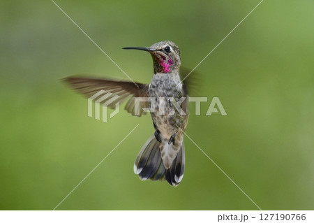 アンナハチドリ 127190766