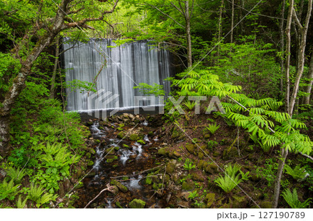 野々入川の新緑風景　美ヶ原　霧ヶ峰 127190789