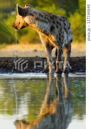 ブチハイエナ 127190848