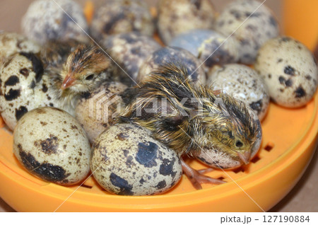 卵から生まれたばかりの鶉・鶉のふ化 卵から生まれたばかりの鶉・鶉のふ化 127190884