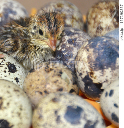卵から生まれたばかりの鶉・鶉のふ化 127190887