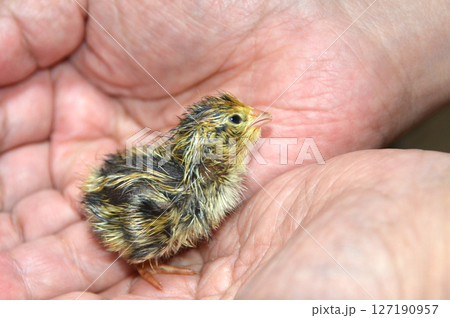 卵から生まれたばかりの鶉・鶉のふ化 127190957