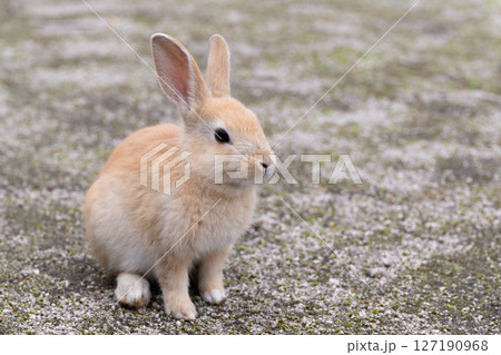 姿勢正しい子うさぎ 127190968