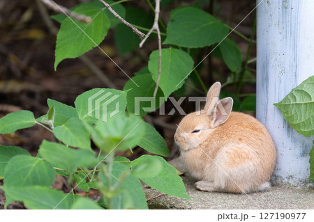 隠れて寝る子うさぎ 127190977