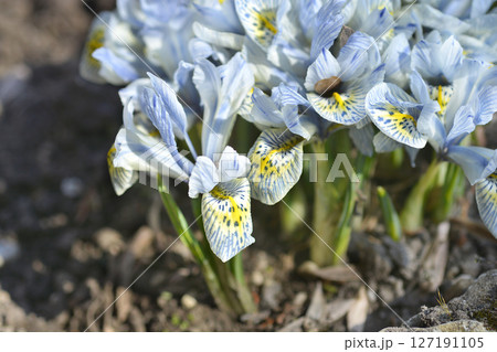 Iris Katherine Hodgkin 127191105