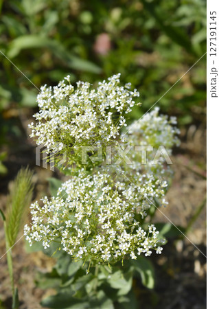 Hoary cress 127191145