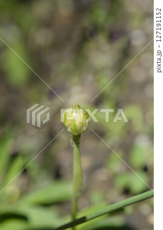 Great thrift 127191152