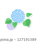 紫陽花 127191389