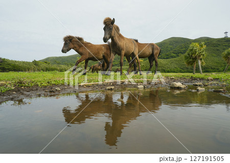 トカラウマ 127191505