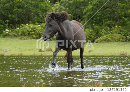 トカラウマ 127191522