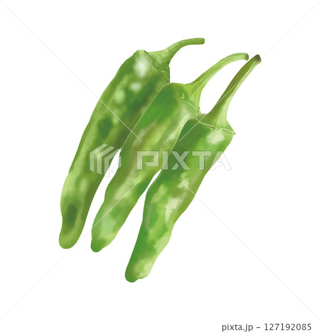 水彩風　新鮮なししとう　日本の野菜 127192085
