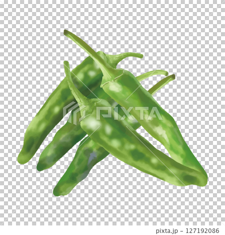 水彩風　新鮮なししとう　日本の野菜 127192086