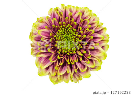 【菊 SPマム セイリリーク】 (深度合成) 127192258