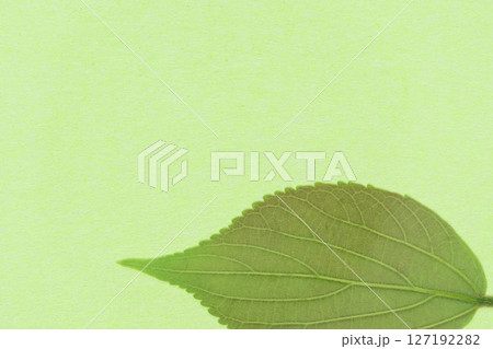 和紙とエノキの若葉(背景素材) 和紙とエノキの若葉(背景素材) 127192282