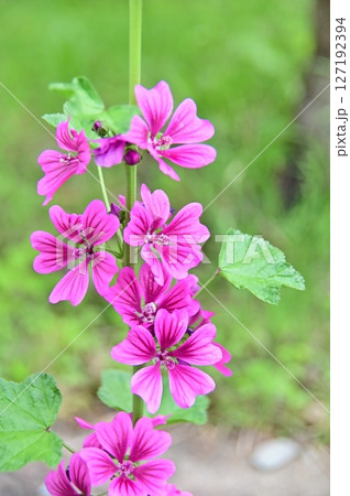 ゼニアオイの赤紫色の花 127192394